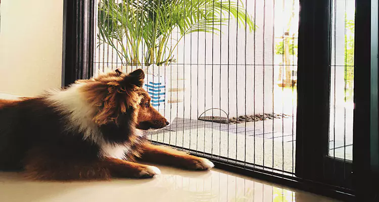 Sliding Screen Pet Door Repair in Pinecrest, FL