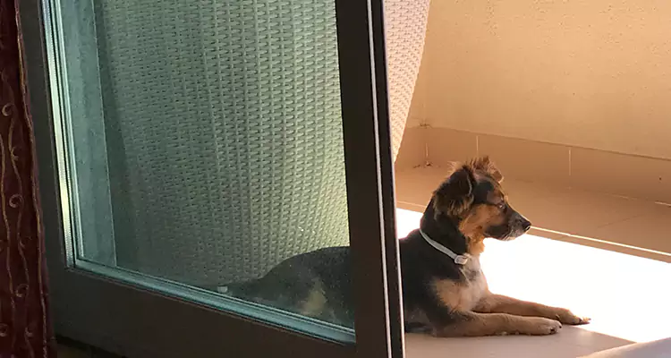 French Door Pet Screen Repair in Pinecrest, FL
